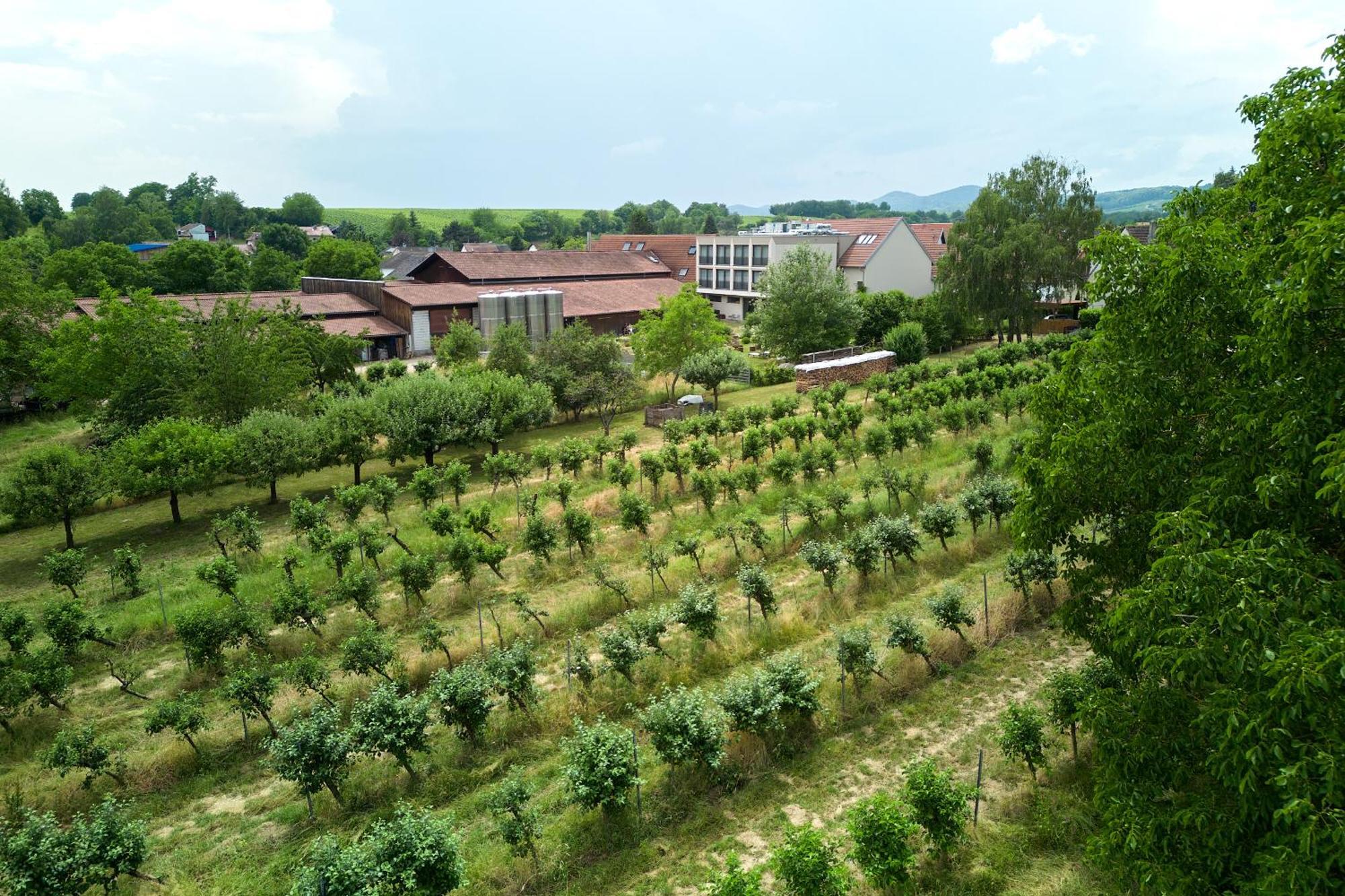 Weinhotel Fritz Walter Niederhorbach Exterior foto